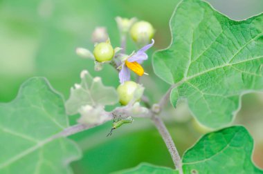 Şeytan inciri, Medthai veya SOLANACEAE veya Pea patlıcan veya bezelye patlıcan veya Shoo shoo bush veya Solanum ficifolium Ortega veya Solanum mayanum Lundell veya Solanum torvum Sw veya hindi üzümü veya yabani patlıcan ve çekirge veya böcek