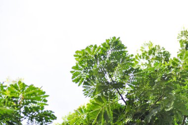 Rain tree or Samanea saman, LEGUMINOSAE MIMOSOIDEAE and sky background