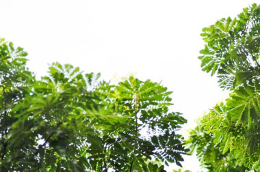Rain tree or Samanea saman, LEGUMINOSAE MIMOSOIDEAE and sky background