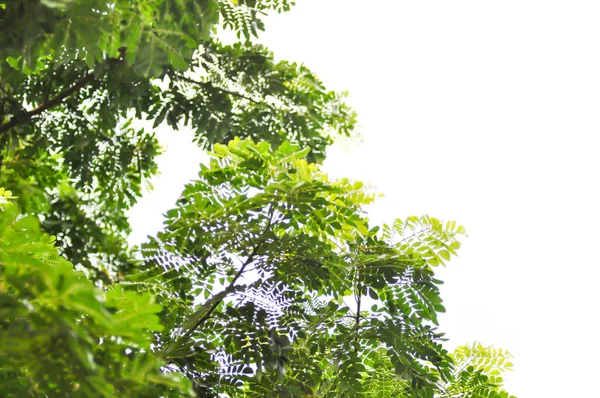 Rain Tree Samanea Saman Leguminosae Mimosoideae Sky Background Stok Foto