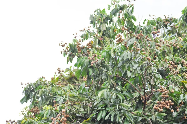 Longan, Thai meyvesi ya da Dimocarpus longan ya da ağaçtaki longan tohumu