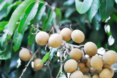 Longan, Thai meyvesi ya da Dimocarpus longan ya da ağaçtaki longan tohumu