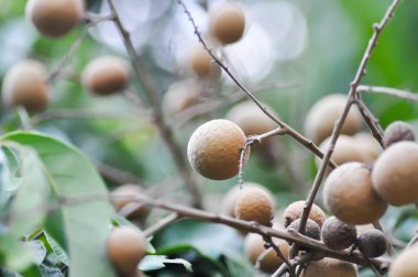 Longan, Thai meyvesi ya da Dimocarpus longan ya da ağaçtaki longan tohumu