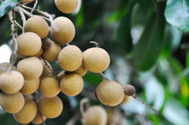 Longan, Thai meyvesi ya da Dimocarpus longan ya da ağaçtaki longan tohumu