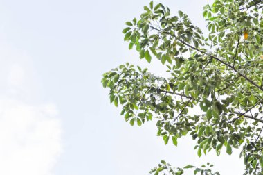 Bombax ataları Pierre, nBombacaceae, Bombax ceiba Linn veya BOMBACACEAE ve gökyüzü arkaplanı