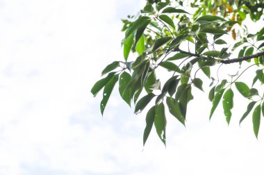 Bombax ataları Pierre, nBombacaceae, Bombax ceiba Linn veya BOMBACACEAE ve gökyüzü arkaplanı