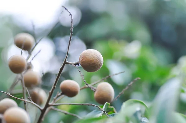 Longan Thai Fruit Dimocarpus Longan Longan Seed Árbol —  Fotos de Stock