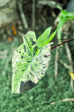 Alocasia, Alocasia mohito veya Mojito Alocasia veya üç renkli alocasia veya siyah ve yeşil yaprak veya iki renkli bitki