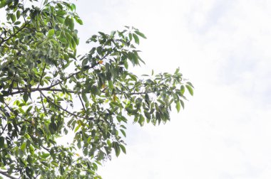 Bombax ataları Pierre, nBombacaceae, Bombax ceiba Linn veya BOMBACACEAE ve gökyüzü arkaplanı