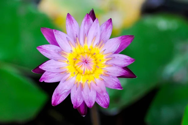 violet lotus, purple lotus in the pot