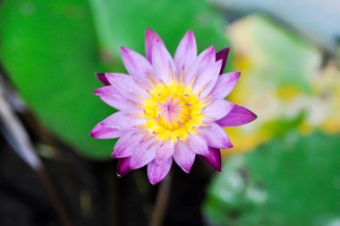 Menekşe nilüfer çiçeği, mor nilüfer çiçeği veya Nelumbo nucifera.