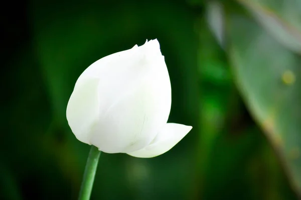 Loto Loto Blanco Nucifera Gaertn Nelumbonaceae Flor Blanca — Foto de Stock