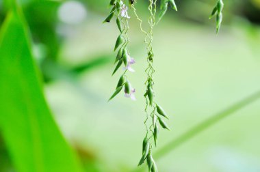 Timsah Bayrağı, Su Kaynağı veya Thalia Geniculata L veya Marantaceae bitkisi