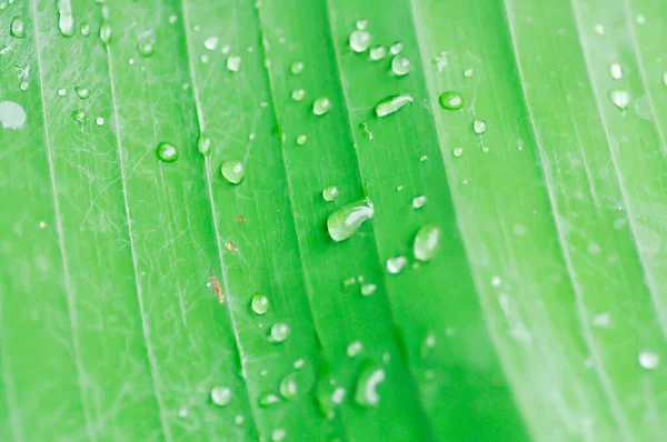 Banana Leaf Banana Plant Banana Tree Dew Drop Rain Drop — Stock Photo, Image