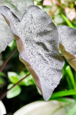 Colocasia siyah dalgası, Colocasia ya da siyah Colocasia bitkisi ve Colocasia esculenta ya da kolocasia siyah mercanı ve yağmur damlası ya da çiy damlası