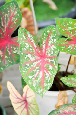 Caladium, Caladium Bicolor Vent ya da Caladium bicolor ya da bicolor fabrikası