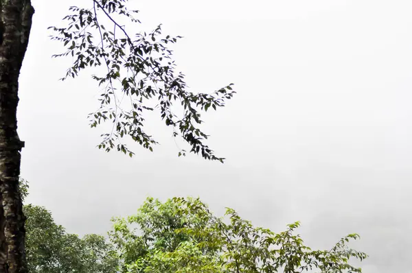 stock image sky ,cloud ,tree and mountain or fog in blur background