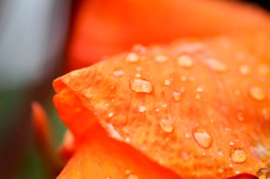 Hint şutu, Hindistan 'da kısa bitki veya Hindistan' da çekimler, Butsarana veya Cannas veya Canna zambağı veya Canna indica L veya CANNACEAE bitkisi veya portakal çiçeği ve çiğ damlası veya yağmur damlası