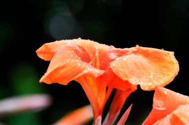 Hint şutu, Hindistan 'da kısa bitki veya Hindistan' da çekimler, Butsarana veya Cannas veya Canna zambağı veya Canna indica L veya CANNACEAE bitkisi veya portakal çiçeği ve çiğ damlası veya yağmur damlası