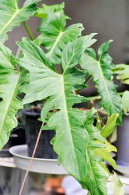 Ateş halkası çeşitlendirilmiş veya Philodendron çeşitlendirilmiş, Philodendron çift renk veya çift renk bitkisi