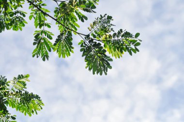 Yağmur ağacı veya Samanea saman, LEGUMINOSAE MIMOSOIDEAE ağacı ve gökyüzü arkaplanı