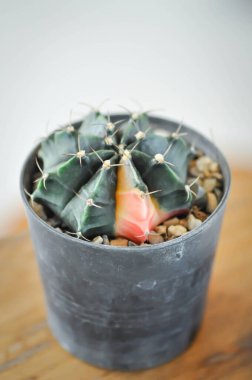 Kaktüs, Coryphantha veya Coryphantha Filleri veya iki renkli kaktüs veya pembe kaktüs.