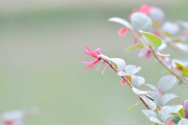 Loropetalum chinense, Çin keneviri çiçeği veya Çin cadı fındığı veya Loropetalum veya HAMAMELIDACEAE veya kırmızı çiçek