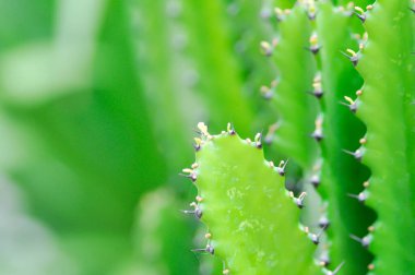 Kaktüs bitkisi veya Euphorbia mayurnathanii, Euphorbia lactea veya Euphorbia lacei Craib bitkisi