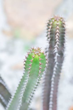 Euphorbia kanariensis var spiralis