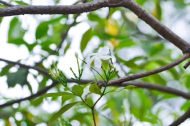 APOCYNACEAE, Gardenya veya Boxwood