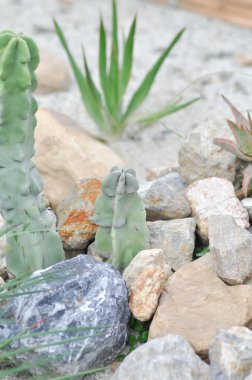 Göğüs kaktüsü, kaktaceae veya Fukurokuryuzinboku veya Myrtillocactus geometrizans cv veya Titty Cactus veya kaktüs bahçesi.