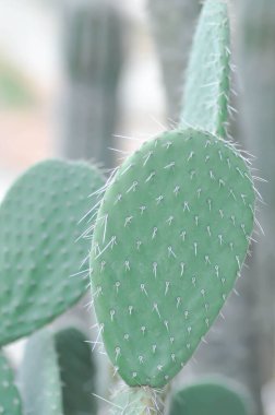 Opuntia ton balığı, Angiosperm, Opuntia, Cactaceae, Ton balığı kaktüsü, dikenli armut veya sulu bitki.