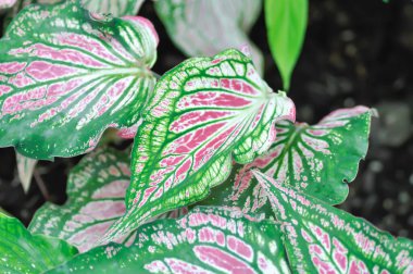 Caladium, Caladium ThaiBeauty veya Dieffenbachia seguine veya Caladium bicolor veya Araceae veya pembe ve yeşil yaprak