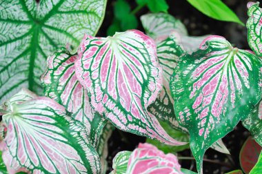 Caladium, Caladium ThaiBeauty veya Dieffenbachia seguine veya Caladium bicolor veya Araceae veya pembe ve yeşil yaprak