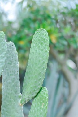 Opuntia Rubescens veya Road Kill Kaktüs, Opuntia cochenillifera veya Opuntia veya kaktüs veya sulu