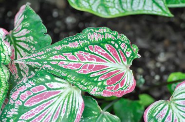 Caladium, Caladium ThaiBeauty veya Dieffenbachia seguine veya Caladium bicolor veya Araceae veya pembe ve yeşil yaprak
