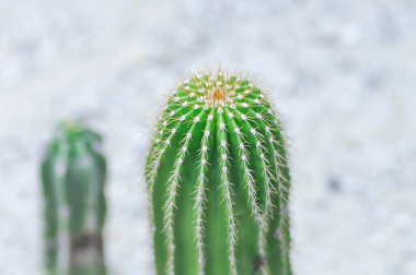 Euphorbia kanariensis var spiralis