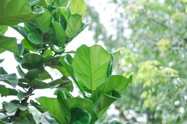 Ficus lyrata Warb, MORACEAE veya Fiddle yaprağı incir bitkisi