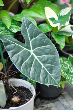 Alocasia longiloba Satun veya alocasia black, alocasia black satun veya Araceae bitkisi