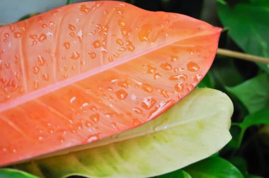 Philodendron güneş ışığı, Philodendron bitkisi veya portakal yaprağı veya portakal bitkisi