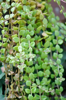 Minyatür Peperomia ya da Pilea depresyonu ya da asılı bitki