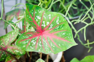 Caladium, Caladium Bicolor Vent ya da Caladium bicolor ya da bicolor fabrikası