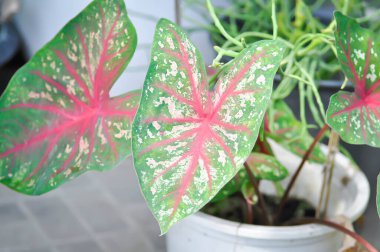 Caladium, Caladium Bicolor Vent ya da Caladium bicolor ya da bicolor fabrikası