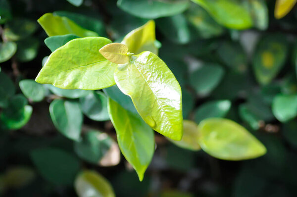 Ficus pumila or climbing fig or MORACEAE and dew drop or rain drop