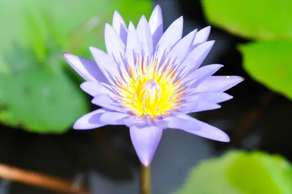 lotus or florescent purple lotus , violet lotus in the pond