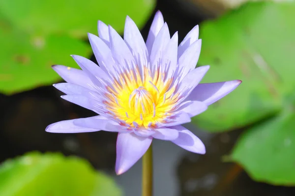 lotus or florescent purple lotus , violet lotus in the pond