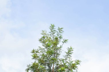 Grevillea robusta, İpeksi meşe veya Avustralya gümüş meşesi veya İpek Meşesi veya İpek Meşesi ve gökyüzü arkaplanı