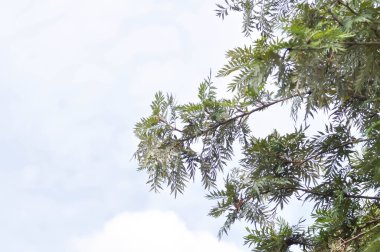 Grevillea robusta, İpeksi meşe veya Avustralya gümüş meşesi veya İpek Meşesi veya İpek Meşesi ve gökyüzü arkaplanı