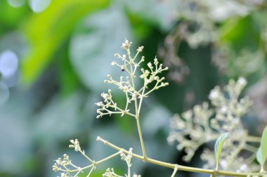 Tectona grandis, Tik ya da LAMIACEAE ya da tik ağacı tohumu ya da tik ağacı ve çiçek ya da meşe ağacı