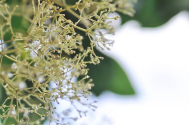 Tectona grandis, Tik ya da LAMIACEAE ya da tik ağacı tohumu ya da tik ağacı ve çiçek ya da meşe ağacı